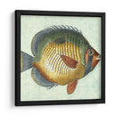 Pequeño Pescado De Mariposa I - Vision Studio | Cuadro decorativo de Canvas Lab