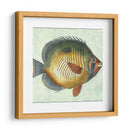 Pequeño Pescado De Mariposa I - Vision Studio | Cuadro decorativo de Canvas Lab