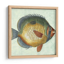 Pequeño Pescado De Mariposa I - Vision Studio | Cuadro decorativo de Canvas Lab