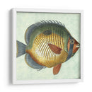 Pequeño Pescado De Mariposa I - Vision Studio | Cuadro decorativo de Canvas Lab