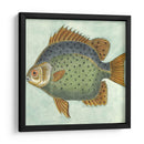 Pequeño Pescado De Mariposa Ii - Vision Studio | Cuadro decorativo de Canvas Lab