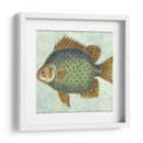 Pequeño Pescado De Mariposa Ii - Vision Studio | Cuadro decorativo de Canvas Lab