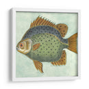 Pequeño Pescado De Mariposa Ii - Vision Studio | Cuadro decorativo de Canvas Lab