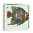 Pez Ángel Pequeño I - Vision Studio | Cuadro decorativo de Canvas Lab