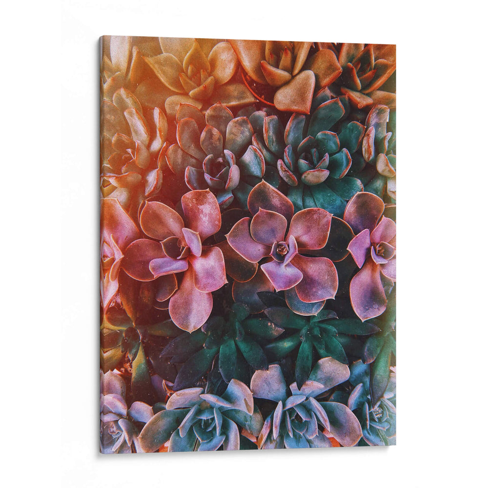 Domingo de suculentas | Cuadro decorativo de Canvas Lab