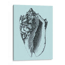 Conchas En Aqua I - Vision Studio | Cuadro decorativo de Canvas Lab