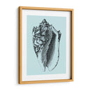Conchas En Aqua I - Vision Studio | Cuadro decorativo de Canvas Lab