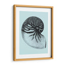 Conchas En Aqua Ii - Vision Studio | Cuadro decorativo de Canvas Lab