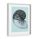 Conchas En Aqua Ii - Vision Studio | Cuadro decorativo de Canvas Lab