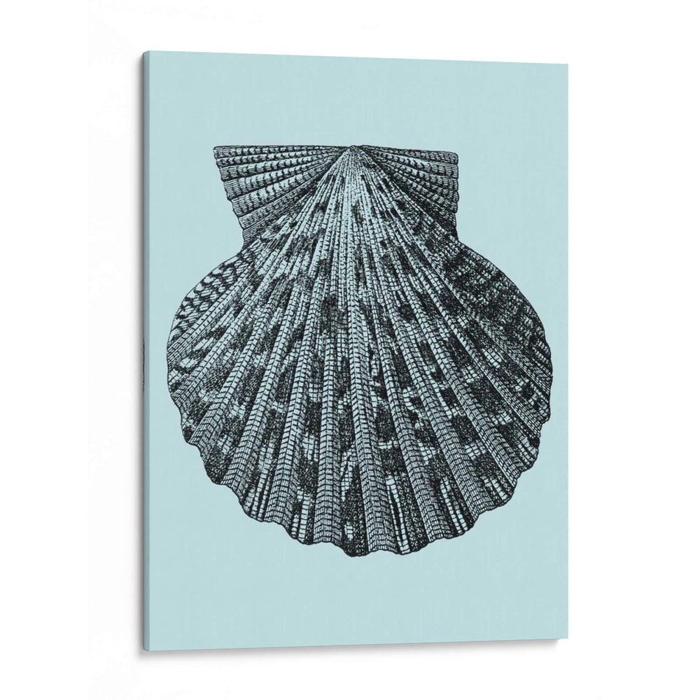 Conchas En Aqua Iii - Vision Studio | Cuadro decorativo de Canvas Lab