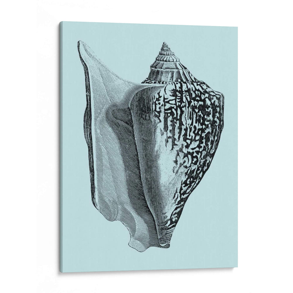 Conchas En Aqua Iv - Vision Studio | Cuadro decorativo de Canvas Lab