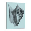 Conchas En Aqua Iv - Vision Studio | Cuadro decorativo de Canvas Lab