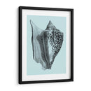 Conchas En Aqua Iv - Vision Studio | Cuadro decorativo de Canvas Lab