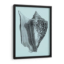 Conchas En Aqua Iv - Vision Studio | Cuadro decorativo de Canvas Lab
