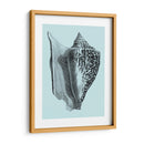 Conchas En Aqua Iv - Vision Studio | Cuadro decorativo de Canvas Lab