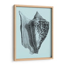 Conchas En Aqua Iv - Vision Studio | Cuadro decorativo de Canvas Lab