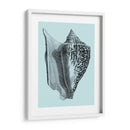 Conchas En Aqua Iv - Vision Studio | Cuadro decorativo de Canvas Lab