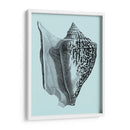 Conchas En Aqua Iv - Vision Studio | Cuadro decorativo de Canvas Lab