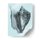 Conchas En Aqua Iv - Vision Studio | Cuadro decorativo de Canvas Lab