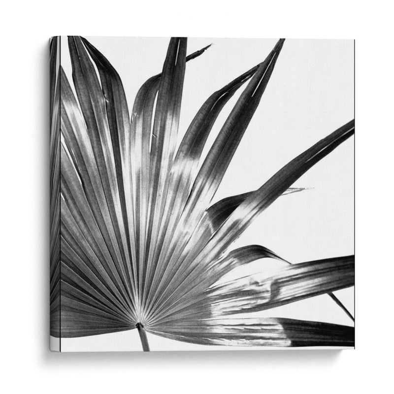 Palma En Blanco Y Negro I - Jason Johnson | Cuadro decorativo de Canvas Lab