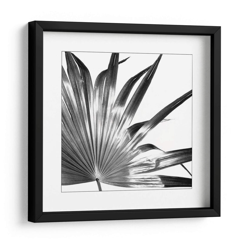 Palma En Blanco Y Negro I - Jason Johnson | Cuadro decorativo de Canvas Lab