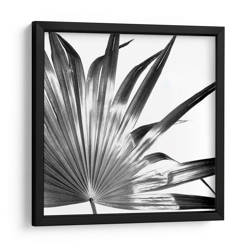 Palma En Blanco Y Negro I - Jason Johnson | Cuadro decorativo de Canvas Lab