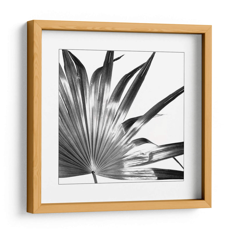 Palma En Blanco Y Negro I - Jason Johnson | Cuadro decorativo de Canvas Lab