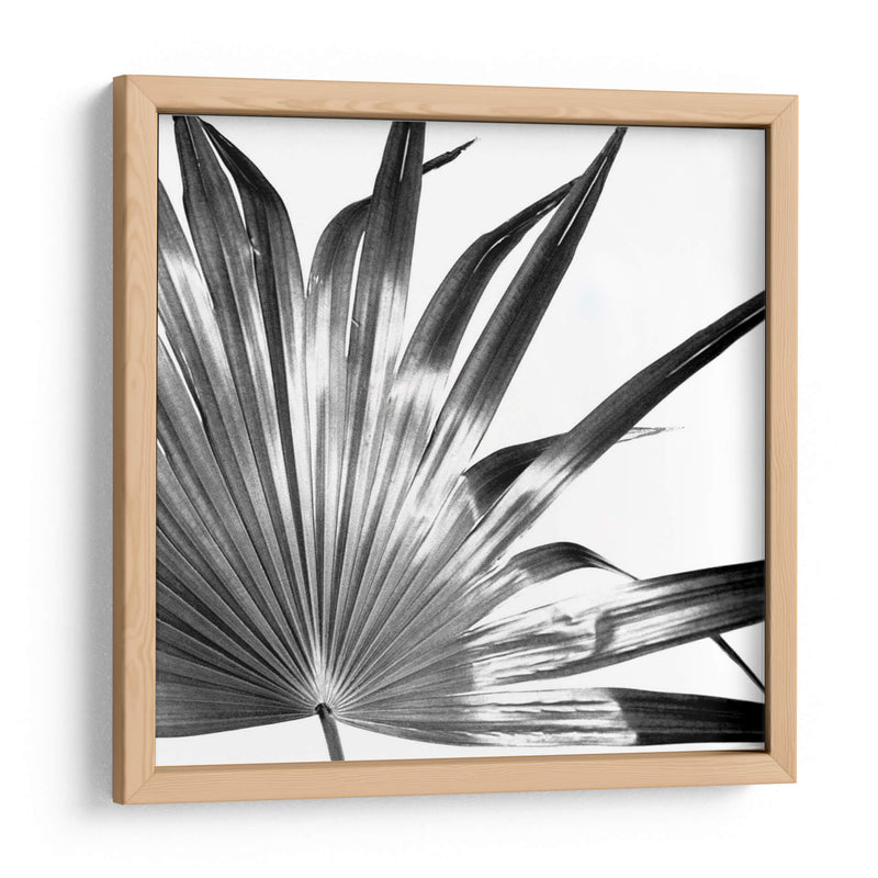 Palma En Blanco Y Negro I - Jason Johnson | Cuadro decorativo de Canvas Lab