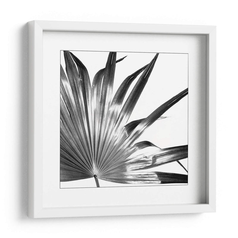 Palma En Blanco Y Negro I - Jason Johnson | Cuadro decorativo de Canvas Lab