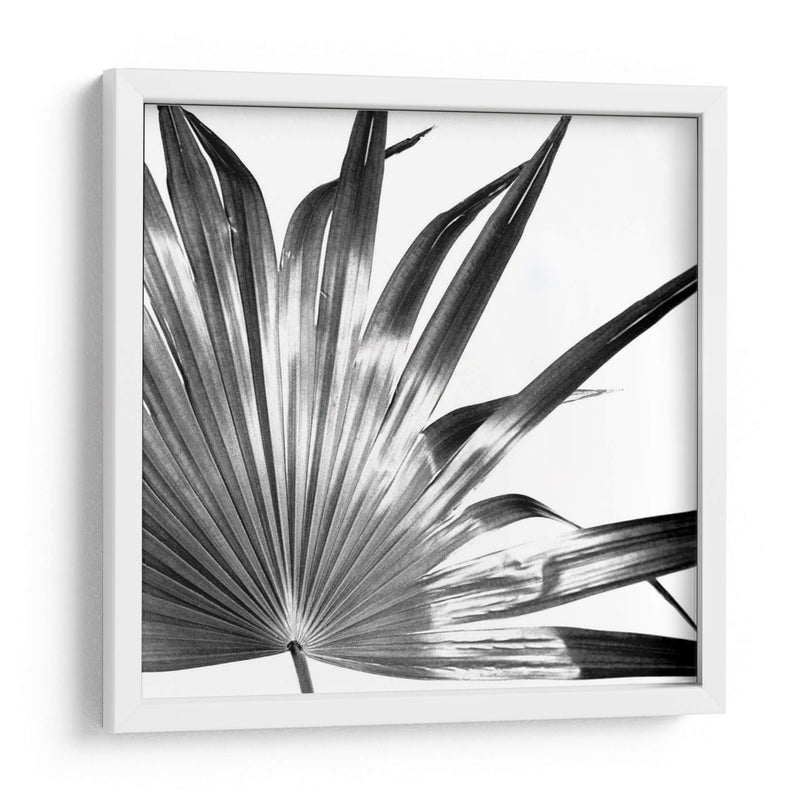 Palma En Blanco Y Negro I - Jason Johnson | Cuadro decorativo de Canvas Lab