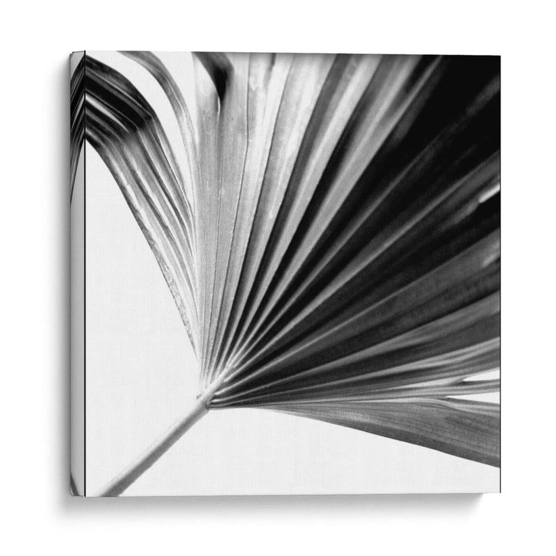 Palm En Blanco Y Negro Ii - Jason Johnson | Cuadro decorativo de Canvas Lab