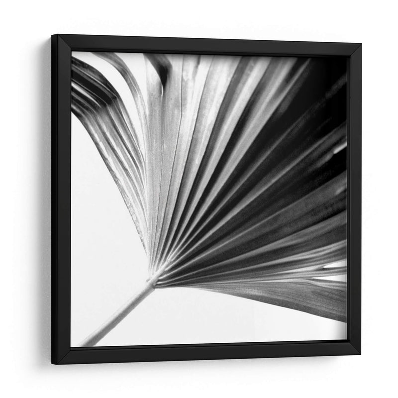 Palm En Blanco Y Negro Ii - Jason Johnson | Cuadro decorativo de Canvas Lab