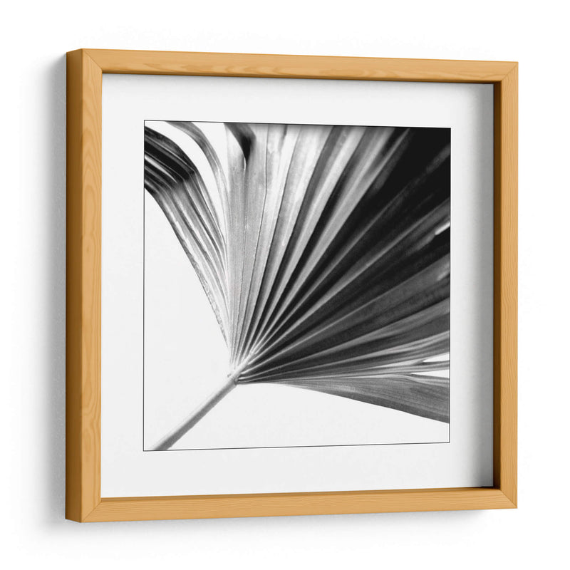 Palm En Blanco Y Negro Ii - Jason Johnson | Cuadro decorativo de Canvas Lab