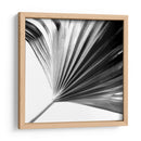 Palm En Blanco Y Negro Ii - Jason Johnson | Cuadro decorativo de Canvas Lab