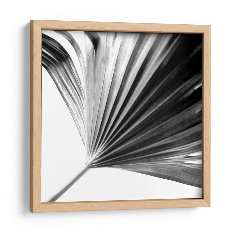 Palm En Blanco Y Negro Ii - Jason Johnson | Cuadro decorativo de Canvas Lab
