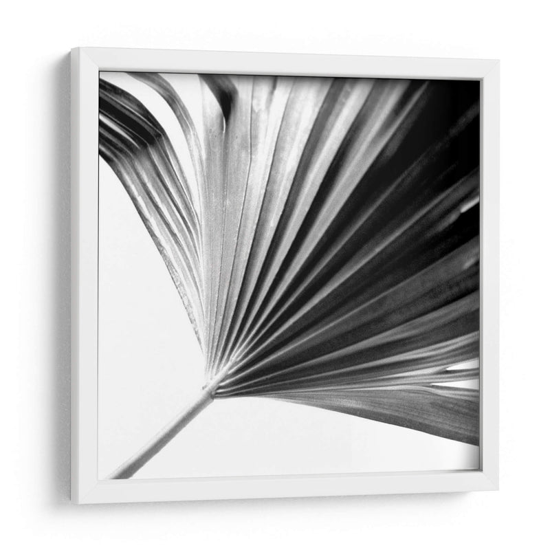 Palm En Blanco Y Negro Ii - Jason Johnson | Cuadro decorativo de Canvas Lab