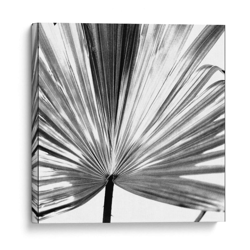 Palm En Blanco Y Negro Iii - Jason Johnson | Cuadro decorativo de Canvas Lab