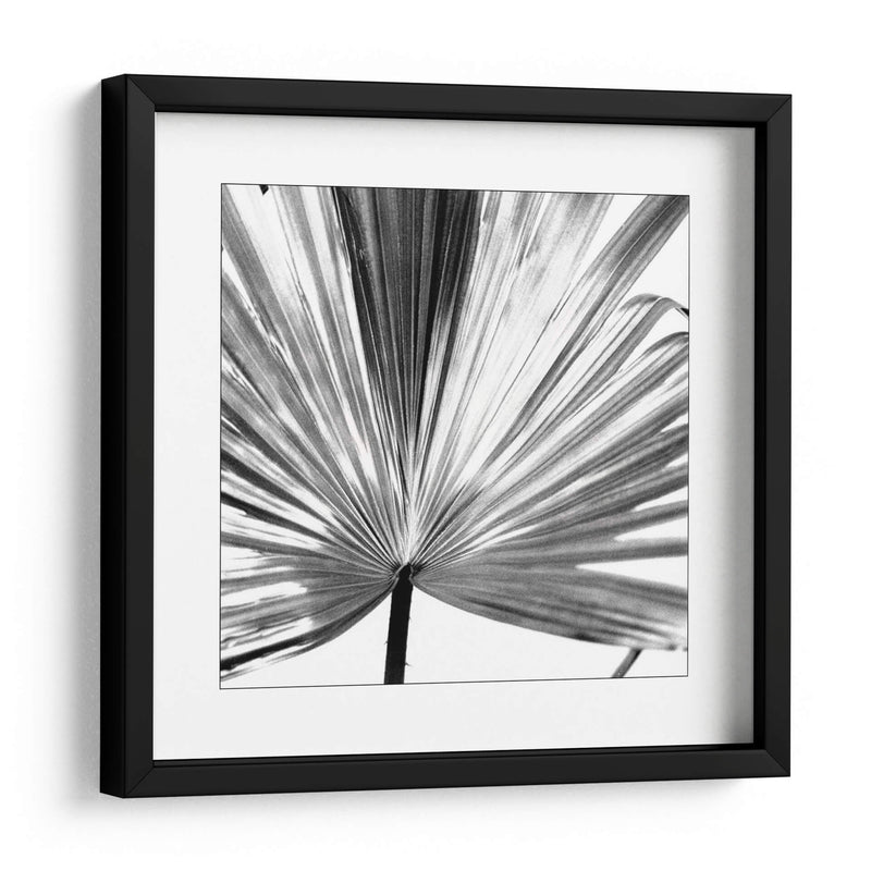 Palm En Blanco Y Negro Iii - Jason Johnson | Cuadro decorativo de Canvas Lab