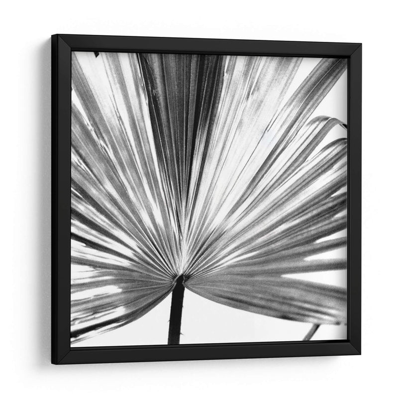 Palm En Blanco Y Negro Iii - Jason Johnson | Cuadro decorativo de Canvas Lab