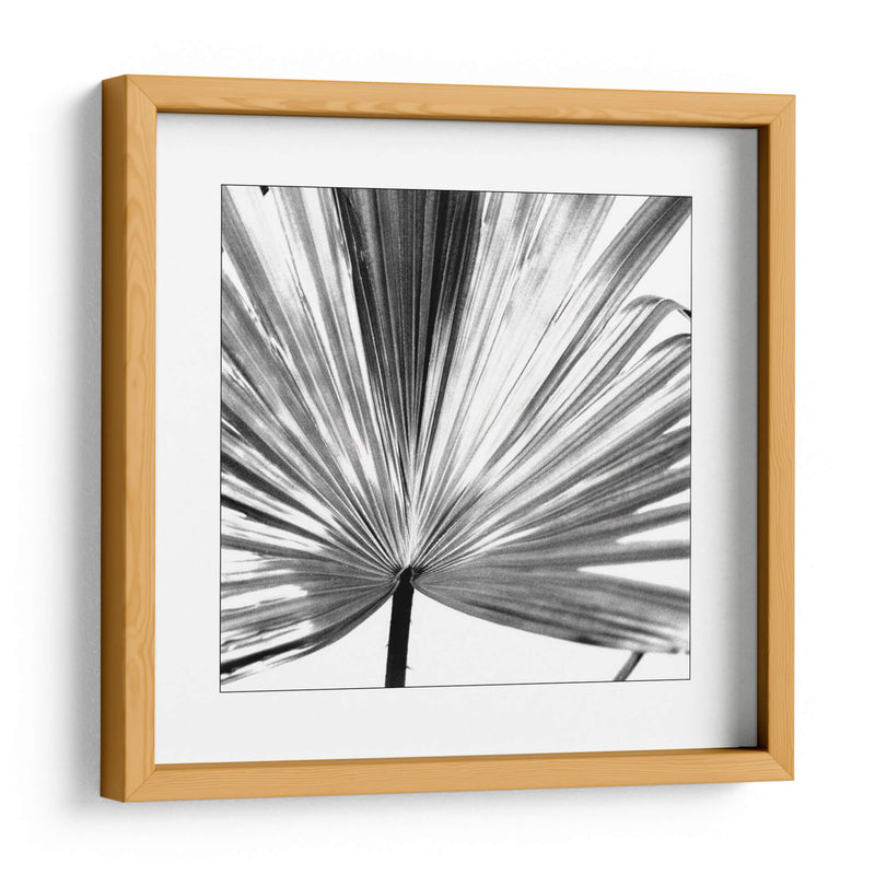 Palm En Blanco Y Negro Iii - Jason Johnson | Cuadro decorativo de Canvas Lab