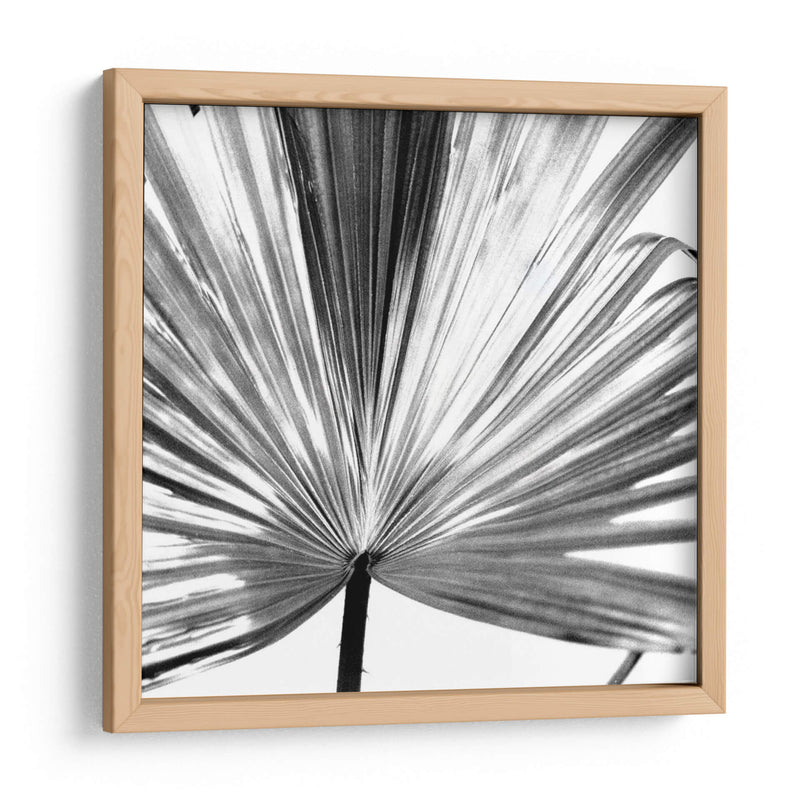 Palm En Blanco Y Negro Iii - Jason Johnson | Cuadro decorativo de Canvas Lab