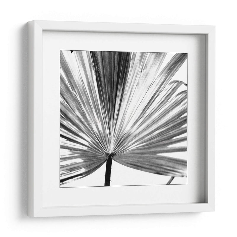 Palm En Blanco Y Negro Iii - Jason Johnson | Cuadro decorativo de Canvas Lab