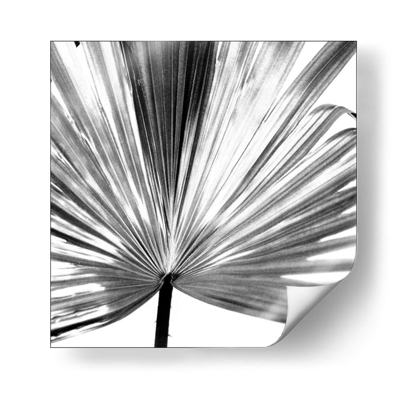 Palm En Blanco Y Negro Iii - Jason Johnson | Cuadro decorativo de Canvas Lab