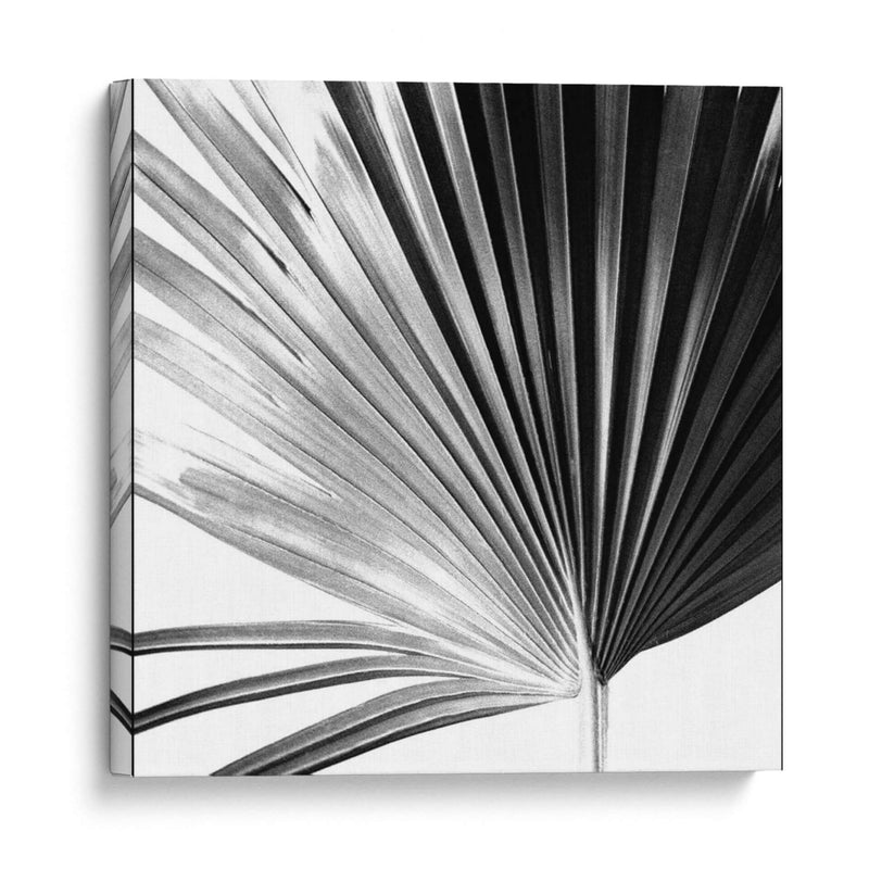 Palm En Blanco Y Negro Iv - Jason Johnson | Cuadro decorativo de Canvas Lab