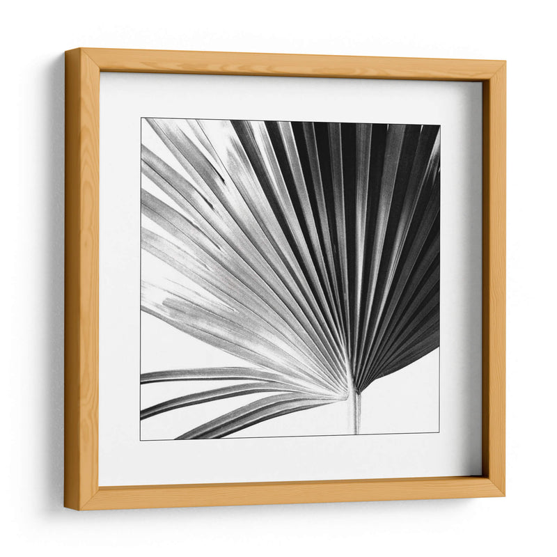 Palm En Blanco Y Negro Iv - Jason Johnson | Cuadro decorativo de Canvas Lab