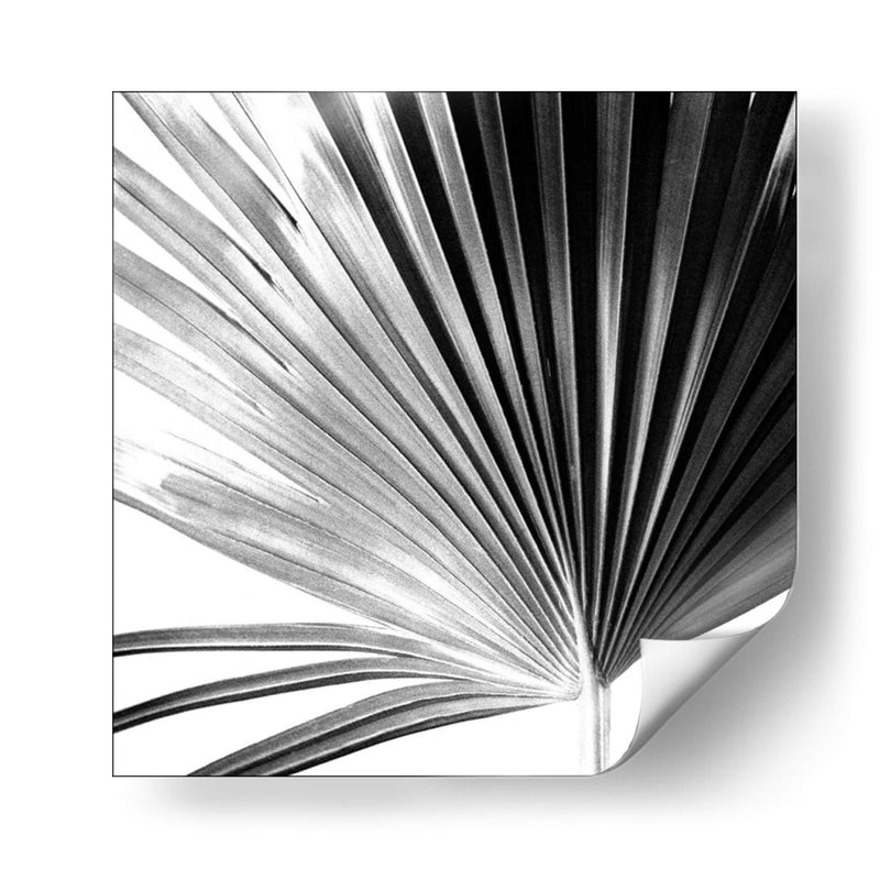 Palm En Blanco Y Negro Iv - Jason Johnson | Cuadro decorativo de Canvas Lab