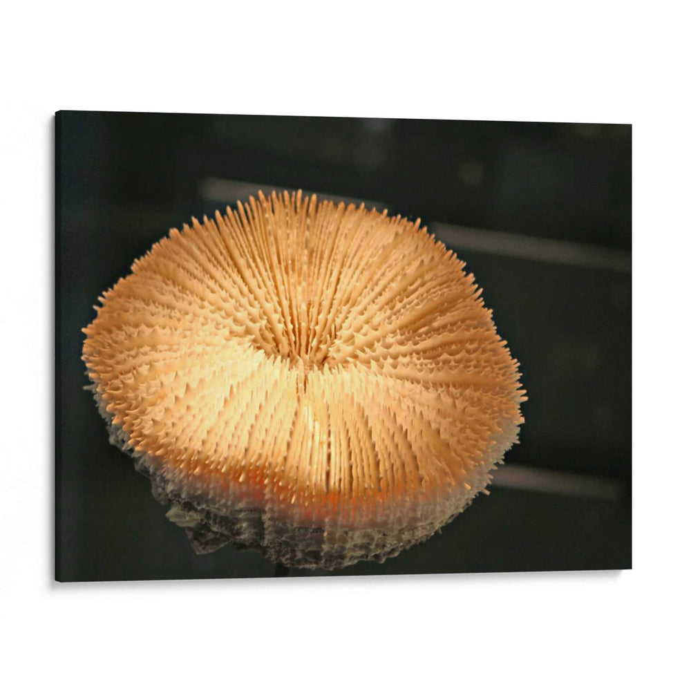 Mundo Submarino 39 - Inc. Dag | Cuadro decorativo de Canvas Lab