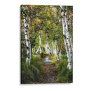 Camino De Abedul I - Danny Head | Cuadro decorativo de Canvas Lab