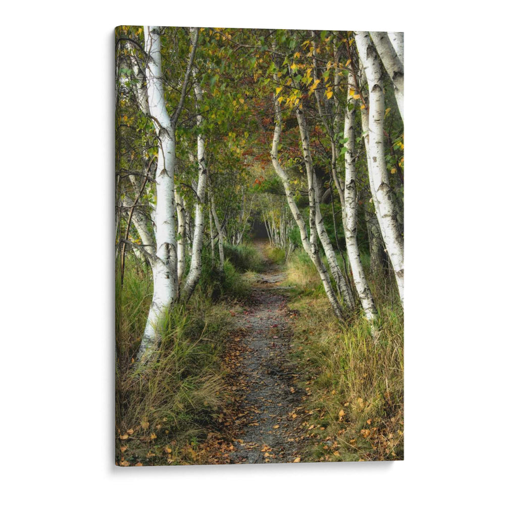 Path Birch Ii - Danny Head | Cuadro decorativo de Canvas Lab