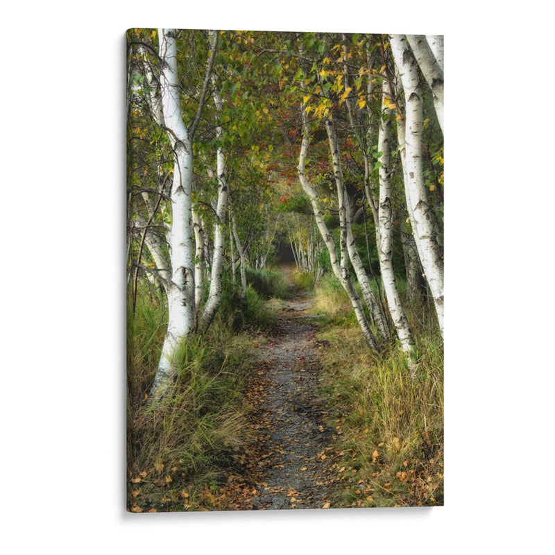 Path Birch Ii - Danny Head | Cuadro decorativo de Canvas Lab